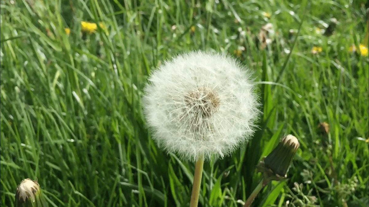Pusteblume_slider
