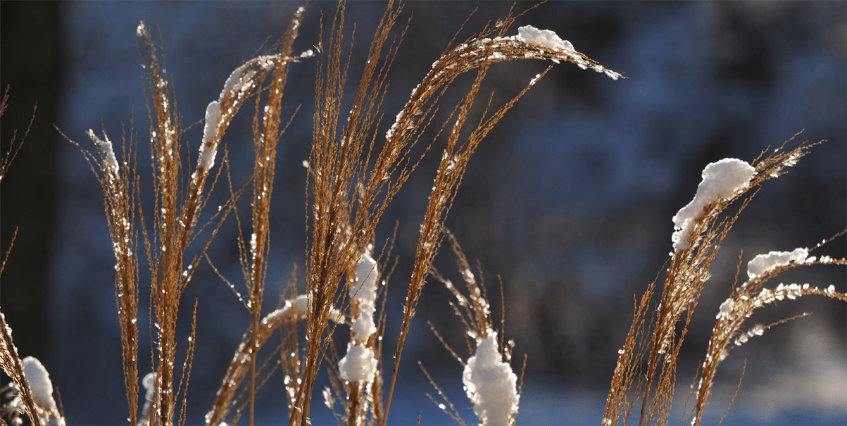 Wintergras_Slider